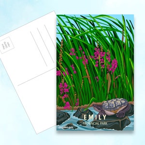Parc provincial Emily, 4 x 6 po. Carte postale