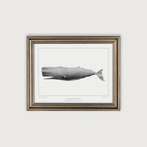 Nautical Wall Art, Vintage Whale Illustration Art Print, Nautical Decor Printable Art, Coastal Decor, Ocean Nursery Decor, Marine Life Art