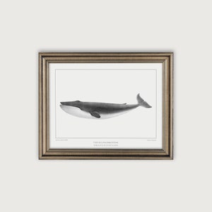 Nautical Wall Art, Vintage Whale Illustration Art Print, Nautical Decor Printable Art, Coastal Decor, Ocean Nursery Decor, Marine Life Art