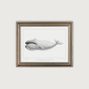 Nautical Wall Art, Vintage Whale Illustration Art Print, Nautical Decor Printable Art, Coastal Decor, Ocean Nursery Decor, Marine Life Art