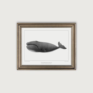 Nautical Wall Art, Vintage Whale Illustration Art Print, Nautical Decor Printable Art, Coastal Decor, Ocean Nursery Decor, Marine Life Art
