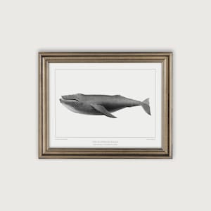 Nautical Wall Art, Vintage Whale Illustration Art Print, Nautical Decor Printable Art, Coastal Decor, Ocean Nursery Decor, Marine Life Art