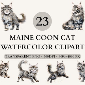 Fichiers PNG Maine Coon Clipart, aquarelle majestueux chat Maine Coon, Maine Coon chaton Clipart, Illustration réaliste de chat duveteux, chat à fourrure