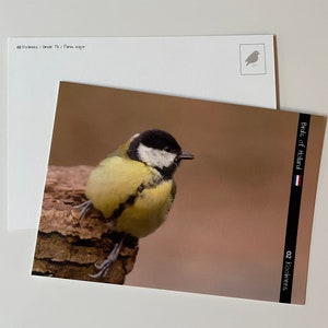 Carte postale Mésange charbonnière