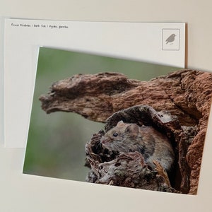 May include: A rectangular postcard featuring a photograph of a brown bank vole nestled inside a hollowed-out piece of textured, weathered wood. The top left corner of the card includes the text "Rosse Woelmuis / Bank Vole / Myodes glareolus".