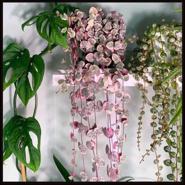 Pink Variegated String of Hearts House Plant Small Potted 2.5" with Options Live Houseplants