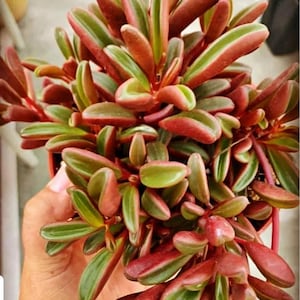 May include: A close-up of a Peperomia plant with vibrant red and green leaves. The succulent plant has oval-shaped leaves with red edges and green centers. The plant is in a small, red pot, showcasing its colorful foliage.