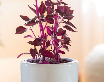 Buy 2 Get 1 Free - Red Bloodleaf Iresine House Plant