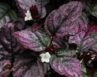 Buy 2 Get 1 Free - Purple Waffle Plant House Plant