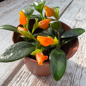May include: A potted Goldfish plant with vibrant orange, goldfish-shaped flowers. The plant has dark green, glossy leaves and is housed in a brown plastic pot. The plant is on a white wooden surface.