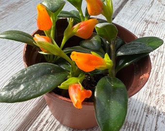 Buy 2 Get 1 Free - Gold Fish Plant Succulents House Plant