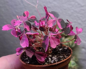 Buy 2 Get 1 Free - Plum Crazy Oxalis House Plant