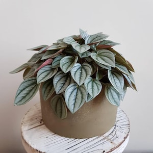 May include: A Peperomia plant with heart-shaped, textured leaves in shades of green and silver, accented with reddish hues. The plant is potted in a round, olive-green ceramic pot. The plant sits on a white, rustic wooden stool.