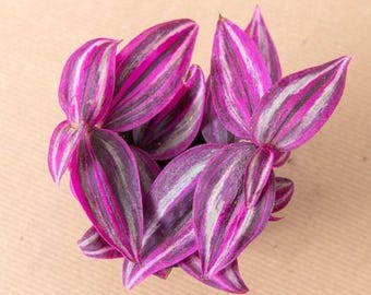 Buy 2 Get 1 Free - Pink Paradise Tradescantia House Plant
