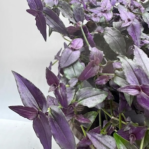 Buy 2 Get 1 Free - Purple Bridal Veil Tradescantia House Plant