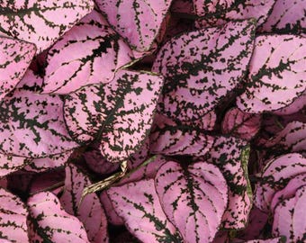 Buy 2 Get 1 Free - Pink Splash Polka Dot House Plant