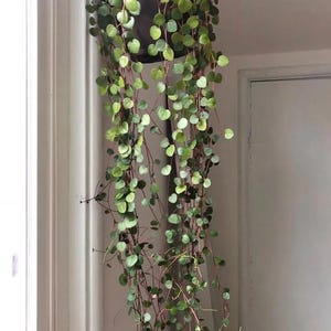 May include: A hanging houseplant with cascading vines and small, round, green leaves. The plant is in a dark brown pot and hangs in front of a white wall and window. The vines are a reddish-brown color.