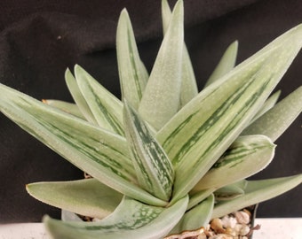 BUY 2 GET 1 FREE - Green Ice Gasteraloe Aloe Mini Plant in Pot Succulents Houseplants