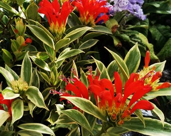 Buy 2 Get 1 Free - Variegated Red Lipstick House Plant