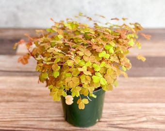 Buy 2 Get 1 Free - Coppertone Oxalis