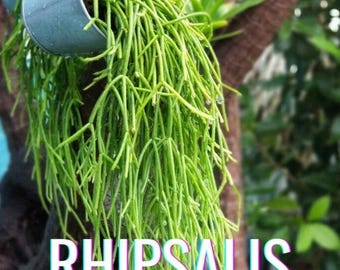 Buy 2 Get 1 Free - Mistletoe Cactus Houseplant