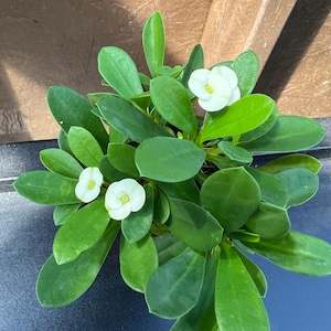 May include: A small potted plant with white flowers and green leaves. The plant is in a brown pot and is sitting on a black surface.