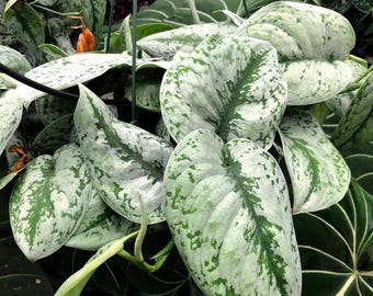 Buy 2 Get 1 Free - Scindapsus Silver Exotica House Plant