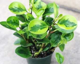 Buy 2 Get 1 Free - Lemon Lime Peperomia