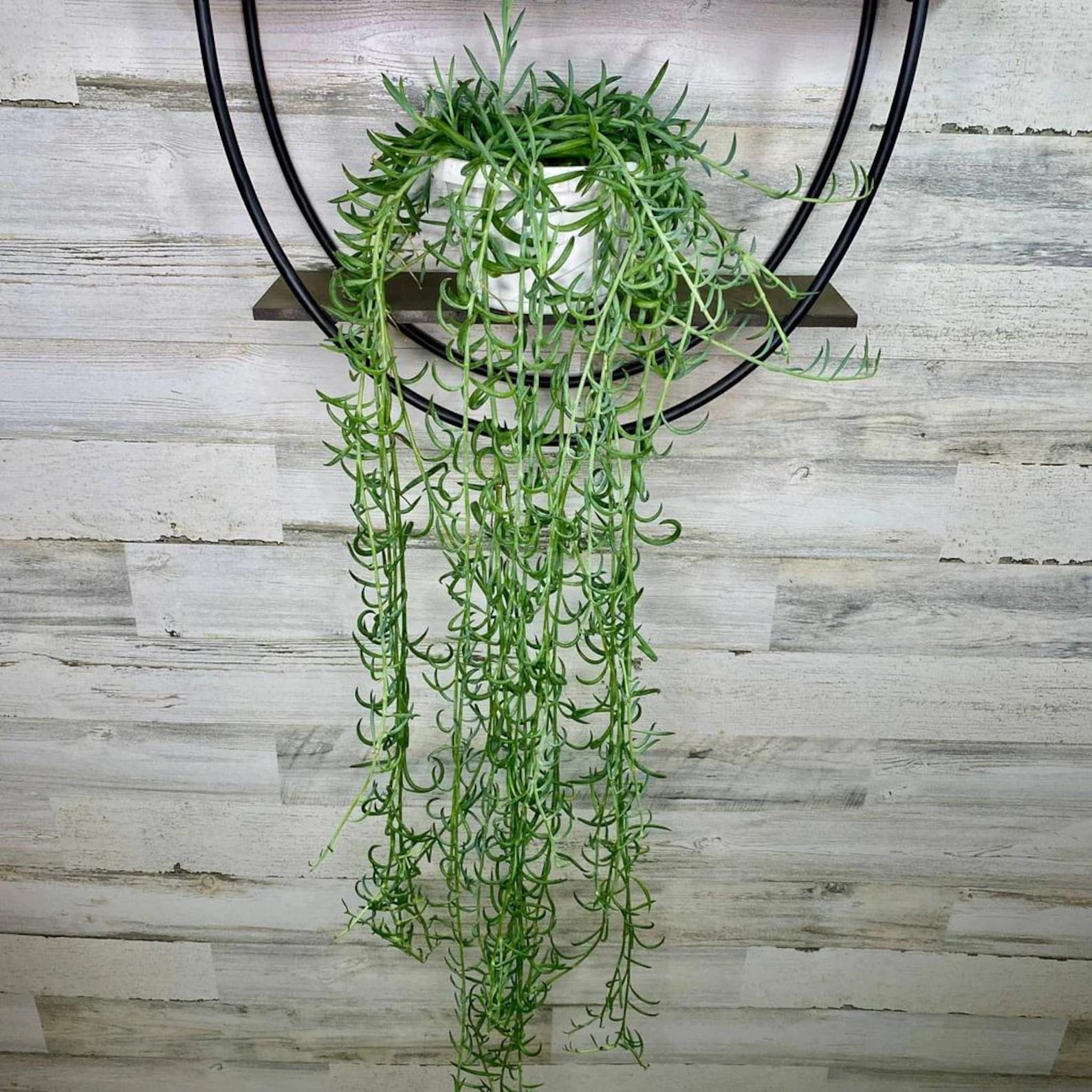 Poox Buy 2 Get 1 Free - String of Fishhooks Houseplants - Etsy