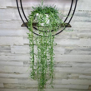May include: A hanging plant with long, trailing green stems in a white pot. The plant is displayed on a dark wooden shelf, supported by a black metal circular frame. The background is a light-colored, wood-paneled wall.