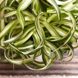 May include: A close-up of a spider plant with long, arching green and white striped leaves. The plant is in a pot and the leaves are spiraling. The background is a brown and white striped pattern.