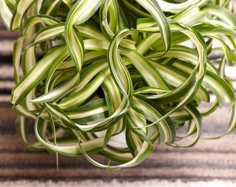 Buy 2 Get 1 Free - Curly Bonnie Variegated Spider