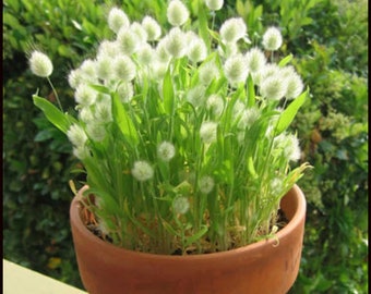 Bunny Tail Grass Mini Plant in Pot Cute Little Bunny Tails of Cotton Plumes Must See