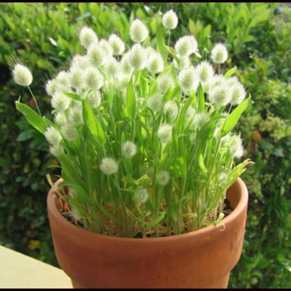 Bunny Tail Grass Mini Plant in Pot Cute Little Bunny Tails of Cotton Plumes Must See