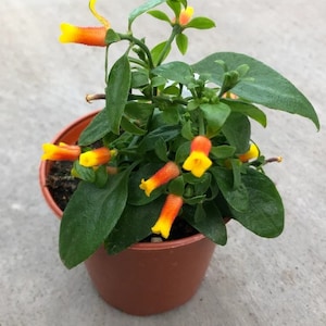 Candy Corn Vine Mini Plant in Pot Succulents Climbers Plants | Firecracker Vine