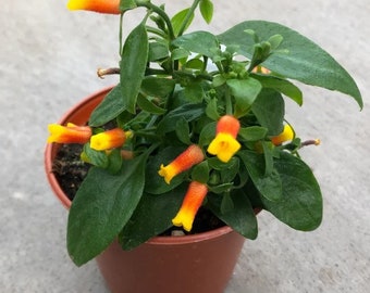 Buy 2 Get 1 Free - Candy Corn Vine Climbers Plants | Firecracker Vine