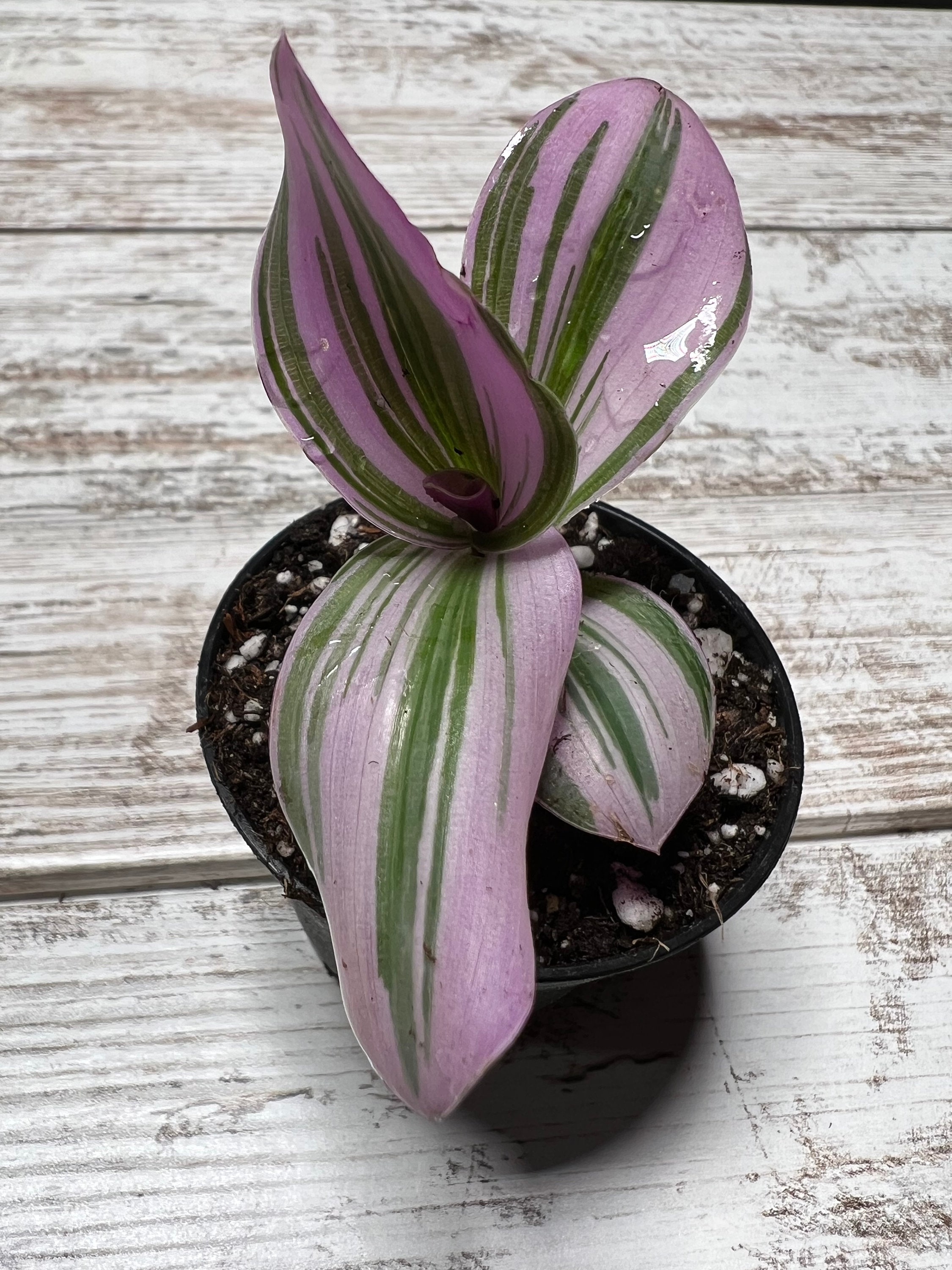 SALE Bubblegum Tradescantia Tricolor House Plant Small Potted 2