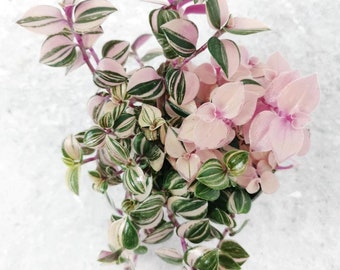 Buy 2 Get 1 Free - Fluminensis Tricolor Rainbow Tradescantia House Plant