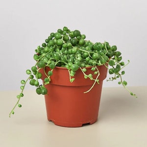 May include: A String of Pearls plant in a terracotta pot. The succulent features cascading stems of small, round, green, pearl-like leaves. The pot is a warm, earthy brown color, and the background is a neutral beige.