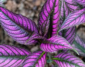 Buy 2 Get 1 Free - Persian Shield