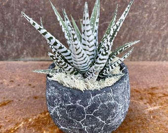 Buy 2 Get 1 Free - Super Zebra Succulent