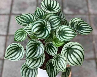 Buy 2 Get 1 Free - Watermelon Peperomia House Plant