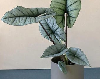 Buy 2 Get 1 Free - Platinum Alocasia Houseplant