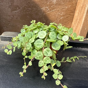 May include: A small potted plant with trailing green leaves with white speckles. The leaves are round and heart-shaped.