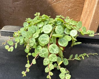 Buy 2 Get 1 Free - String of Turtles Houseplants