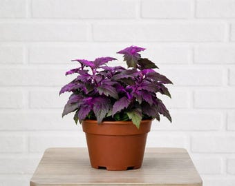 Buy 2 Get 1 Free - Purple Passion Gynura House Plant
