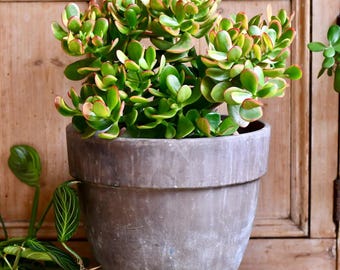 Buy 2 Get 1 Free - Variegated Dwarf Jade Crassula Houseplant