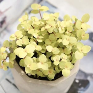 May include: A small potted plant with bright yellow leaves. The plant is in a light gray hexagonal pot.