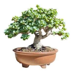 May include: A small bonsai tree with vibrant green leaves and a thick, textured trunk. The tree is planted in a brown, oval-shaped ceramic pot. The bonsai is a miniature representation of a larger tree, perfect for indoor decor.