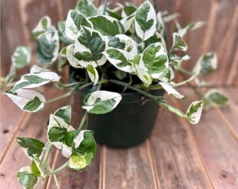 Buy 2 Get 1 Free - Pearls and Jade Pothos Houseplant